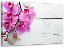 Obraz na płótnie, Różowa orchidea i pąki 120x80