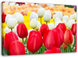 Obraz na płótnie, Wielobarwne tulipany 100x70