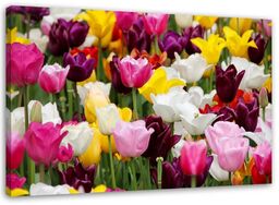 Obraz na płótnie, Łąka pełna tulipanów 120x80