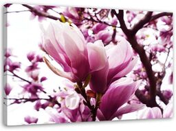 Obraz na płótnie, Kwitnąca magnolia 90x60