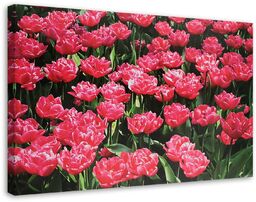 Obraz na płótnie, Różowe tulipany w ogrodzie 120x80