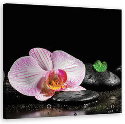 Obraz na płótnie, Kwitnąca orchidea zen 50x50