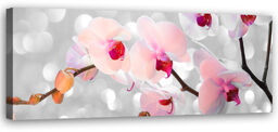 Obraz na płótnie, Orchidea Kwiaty Natura 150x50
