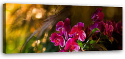 Obraz na płótnie, Kwiaty Orchidea Zen 150x50