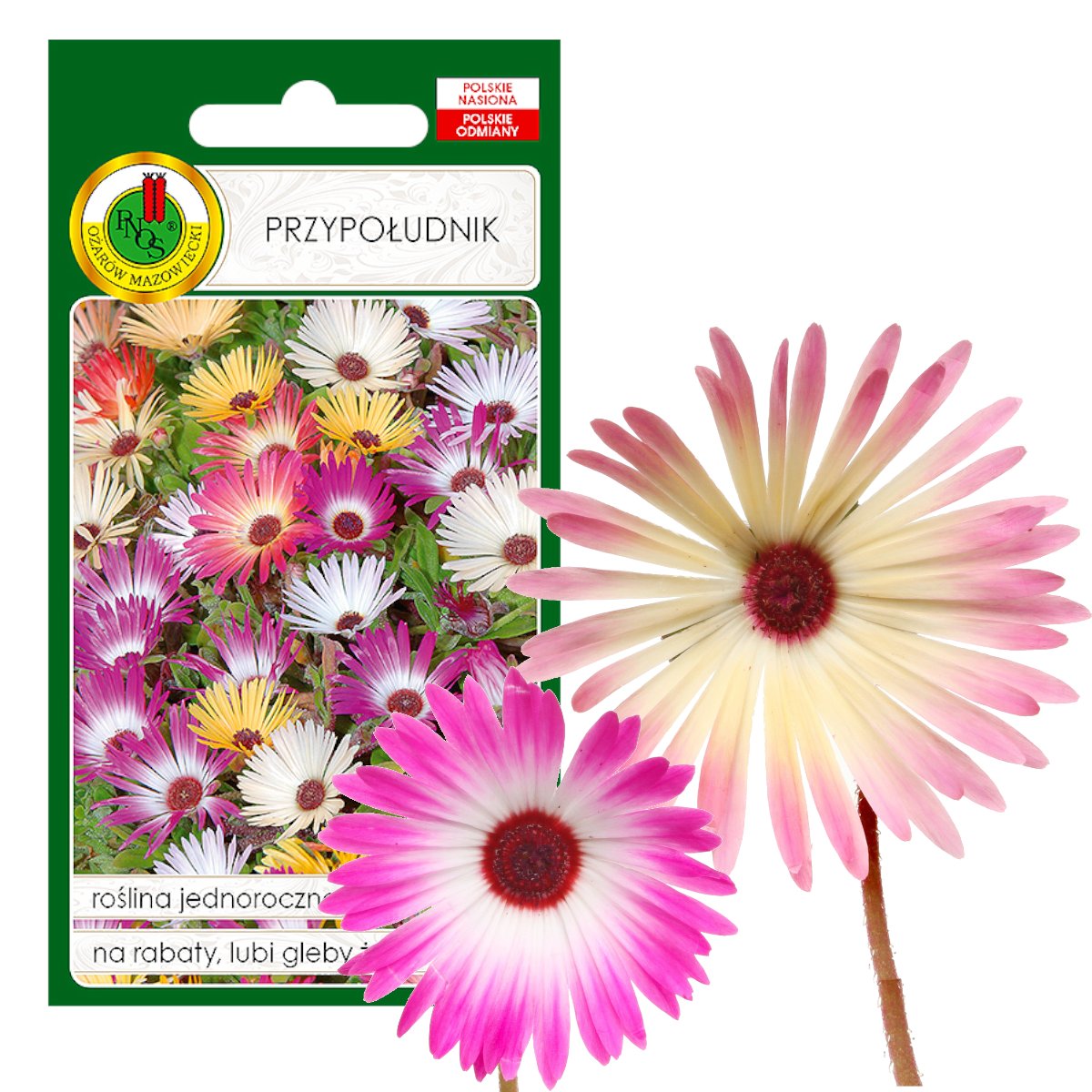 PRZYPOŁUDNIK MIESZANY NA RABATY KWIAT NASIONA