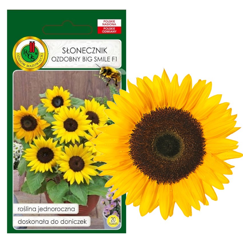 SŁONECZNIK KARŁOWY OZDOBNY BIG SMILE DO DONICZKI NISKI NASIONA 1g