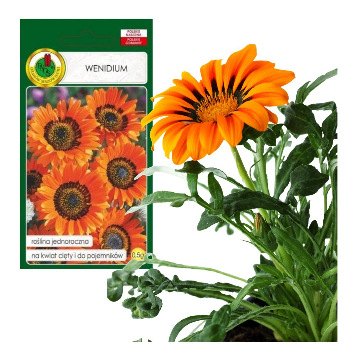 WENIDIUM POMARAŃCZOWE OKAZAŁE KWIATY NA RABATY CIĘTE KWIATY NASIONA