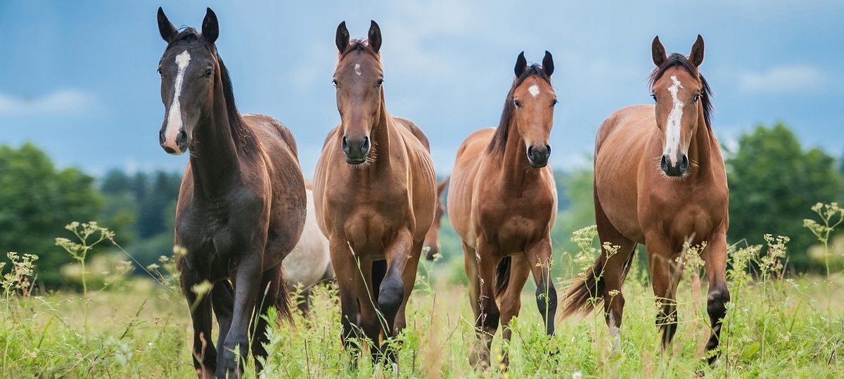 HAFT DIAMENTOWY DUŻY 50x120 Diamond Painting Mozaika Diamentowa Zestaw XXXL