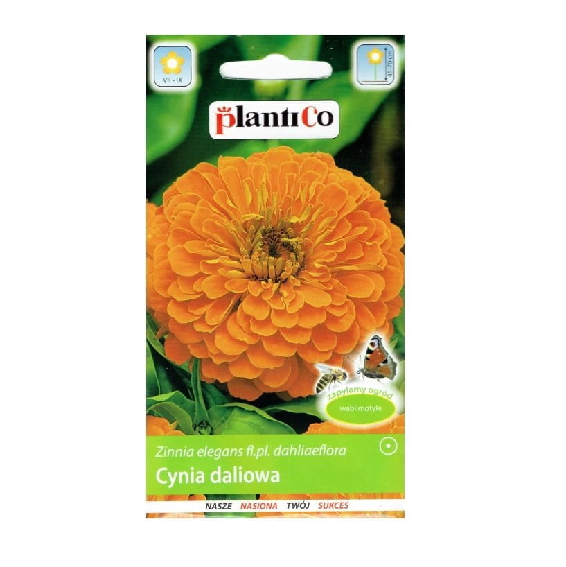 CYNIA wytworna daliowa POMARAŃCZOWA nasiona 1g