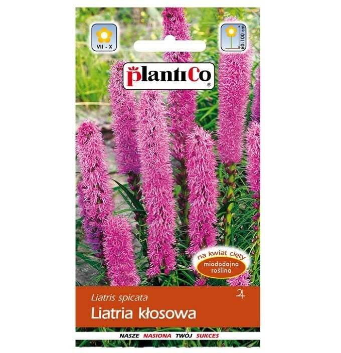 LIATRA KŁOSOWA RÓŻOWO-FIOLETOWA nasiona Plantico 0,5g - Liatris spicata