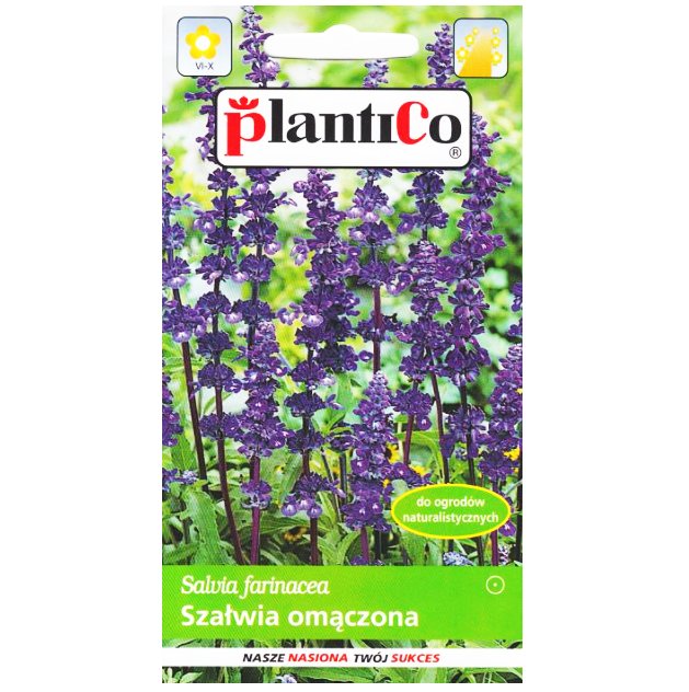 SZAŁWIA OMĄCZONA nasiona PlantiCo 0,2g - Salvia farinacea mączna fioletowa