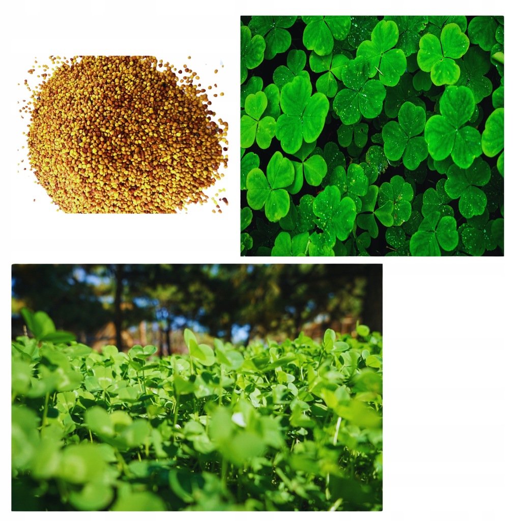 Mikrokoniczyna Nasiona Koniczyna Drobnolistna Wzbogaca Trawnik 400M2 Jakość