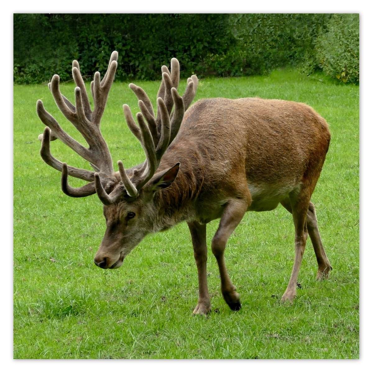 Naklejka ścienna 140x140 Jeleń