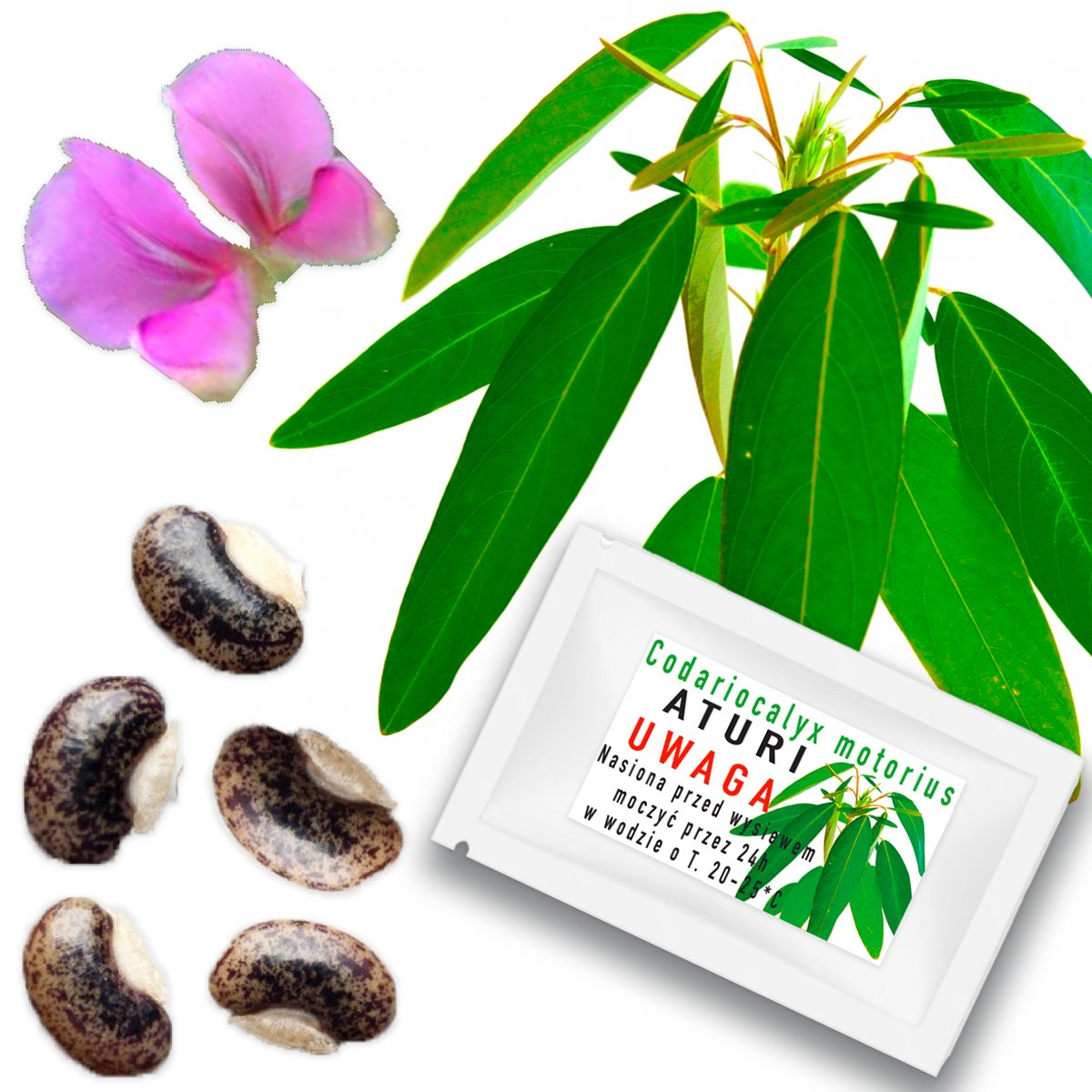 ATURI Codoriocalyx Motorius Nasiona PORUSZA LIŚĆMI Tańcząca roślina 5 szt.
