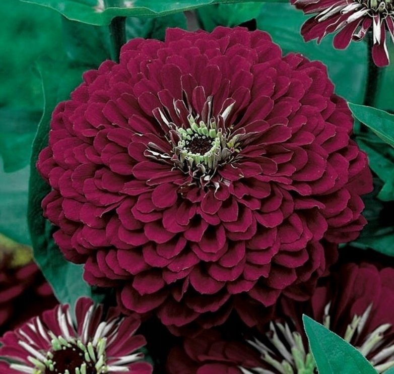Cynia Wytworna Daliowa Violet Queen Fioletowa (Zinnia Elegans Dahliaeflora)