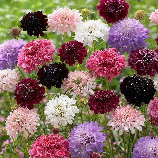 DRIAKIEW WDÓWKA (SCABIOSA ATROPURPUREA) MIX KOLORÓW - NASIONA 0,5 GRAMA