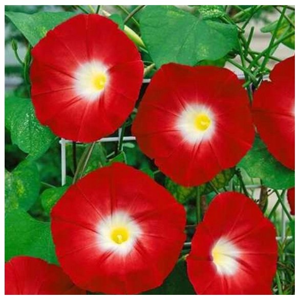 POWÓJ - WILEC SCARLET O'HARA (IMPOMOEA PURPUREA) NASIONA 40 sztuk