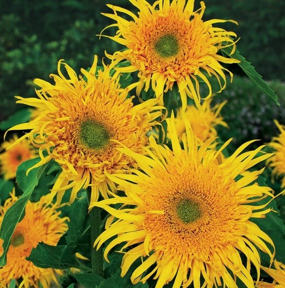 SŁONECZNIK OZDOBNY ASTRA GOLD (HELIANTHUS ANNUUS L.) 1 GRAM NASION