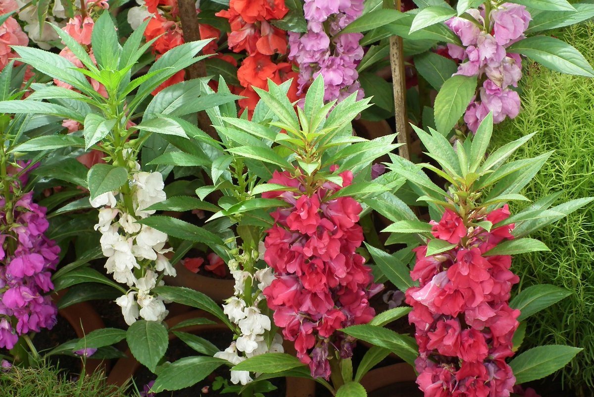 NIECIERPEK - BALSAMINA KAMELIOWA KARŁOWA (IMPATIENS BALSAMINA) MIX KOLORÓW