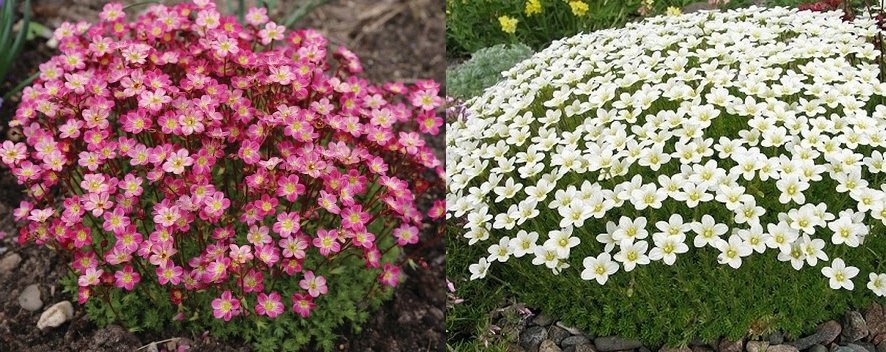 SKALNICA SAXIFRAGA ARENDSII MIX KOLORÓW 200 NASION