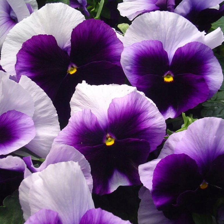 Bratek Wielkokwiatowy LORD fioletowo biały Viola X Wittrockiana 150 nasion