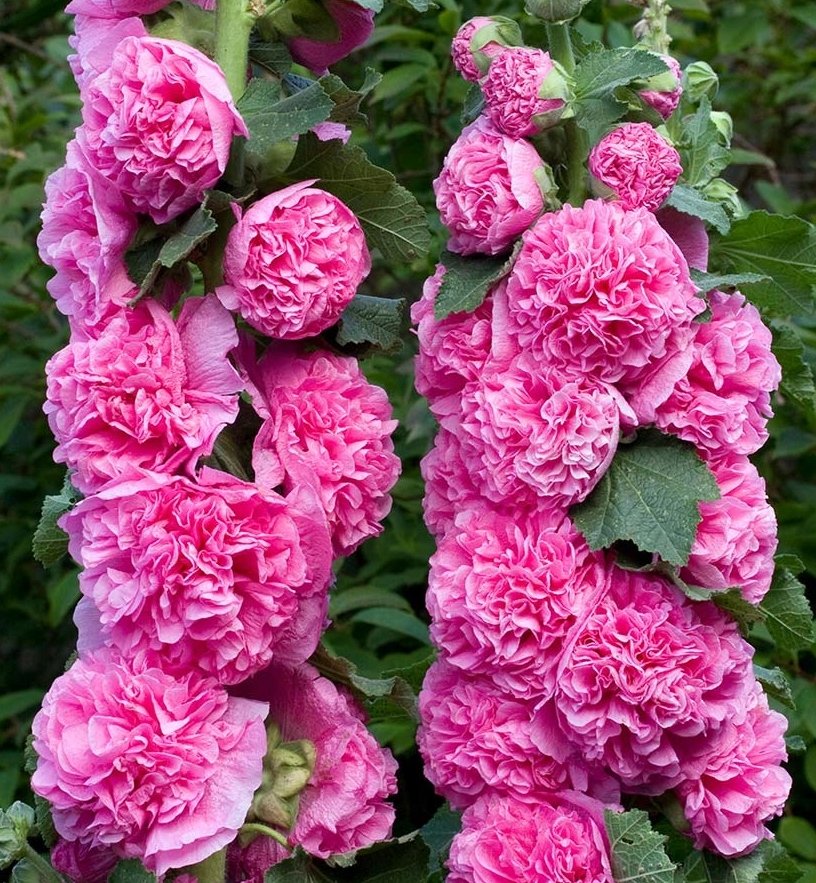 MALWA OGRODOWA PEŁNA RÓŻOWA (ALTHAEA ROSEA FL. PL.) NASIONA 50 sztuk