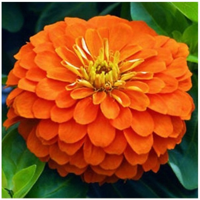 Cynia Daliowa Pomarańczowa (Zinnia Elegans Dahl. Fl.Pl.) nasiona 100 sztuk