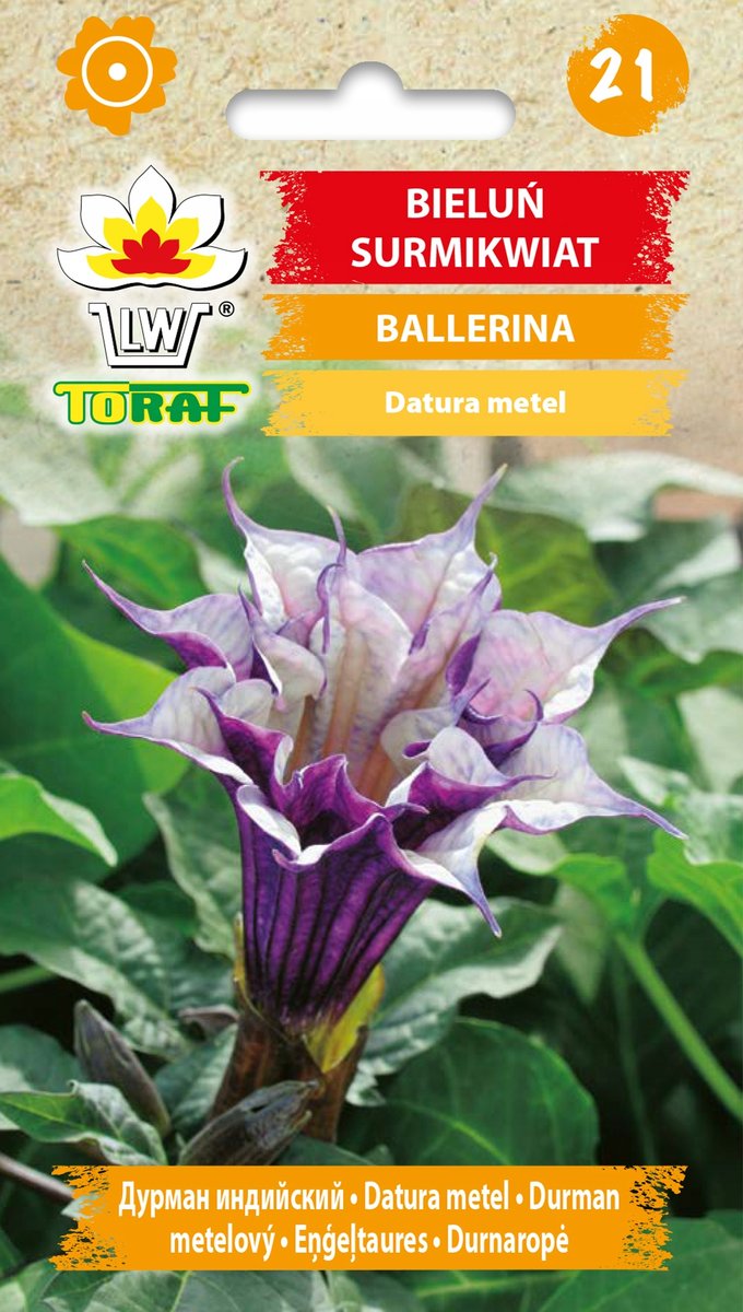 BIELUŃ SURMIKWIAT BALLERINA (DATURA METEL) 12 NASION