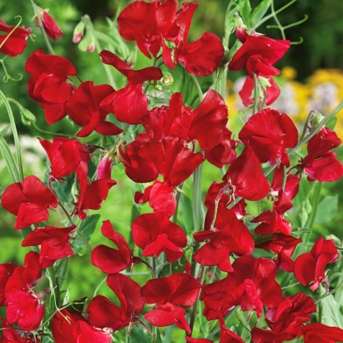 Groszek Pachnący KENNETH pnący (Lathyrus Odoratus) nasiona 14 sztuk