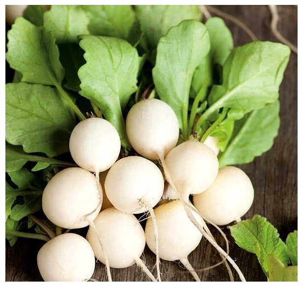 Rzodkiewka ŚNIEŻNA - BIAŁA łagodna w smaku - Wczesna nasiona 400 sztuk