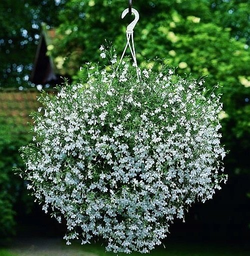 LOBELIA ZWISAJĄCA BIAŁA 1000 NASION
