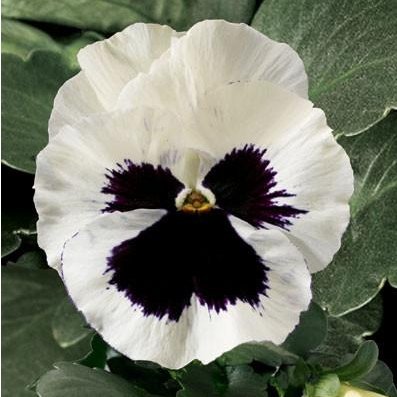 Bratek Wielkokwiatowy biały z plamą (Viola X Wittrockiana) 150 nasion