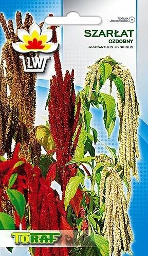 SZARŁAT OZDOBNY WIECHOWATY MIX KOLORÓW