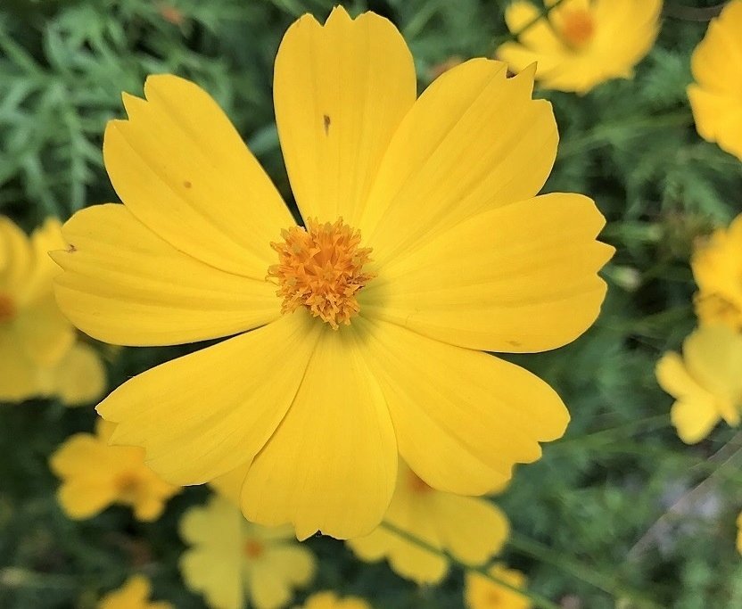 ŻADKI KOSMOS „ONĘTEK” ŻÓŁTY (COSMOS BIPINNATUS) NASIONA 1 G