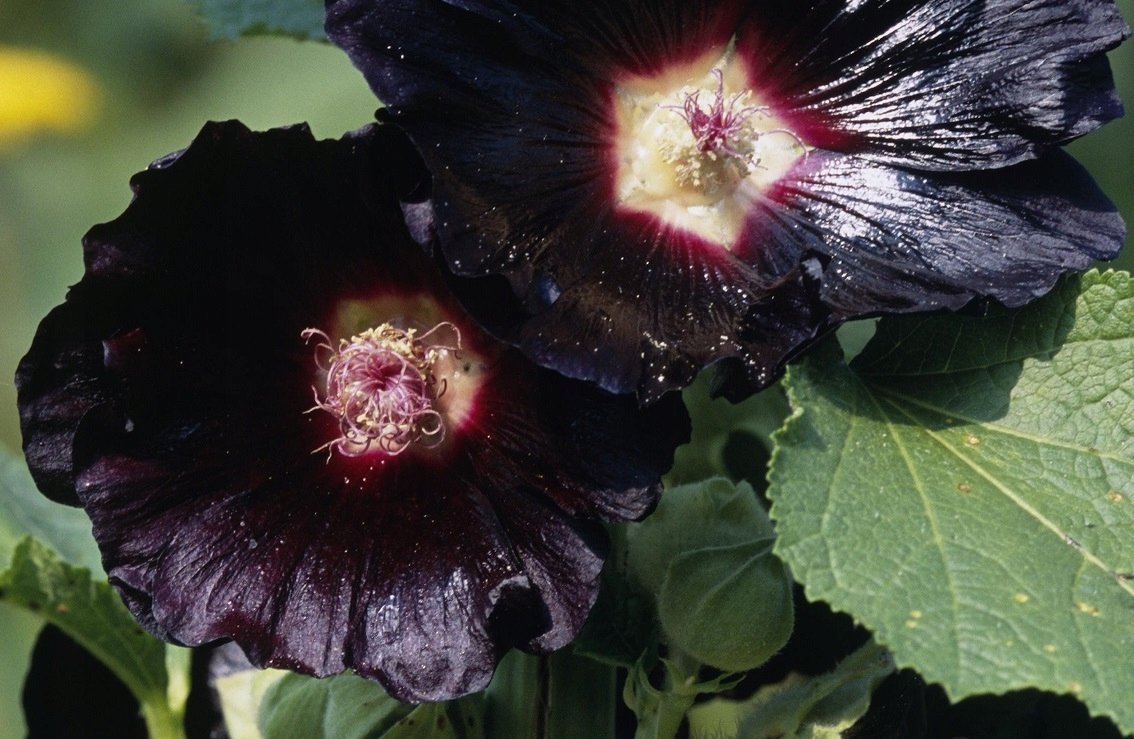 MALWA CZARNA (ALCEA ROSEA VAR. NIGRA) - NASIONA 50 sztuk