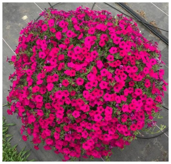 Nasiona Petunia ogrodowa Rubina F2 o pędach zwisających purpurowo-fioletowa 0.01g - W.Legutko