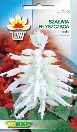 SZAŁWIA BŁYSZCZĄCA BIAŁA SALVIA SPLENDENS 10 NAS
