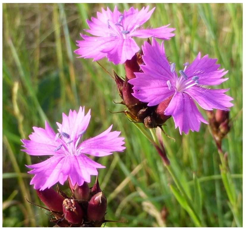 GOŹDZIK KARTUZEK DIANTHUS CARTHUSIANORUM ZAPOMNIANA ODMIANA NASIONA 0,2 G
