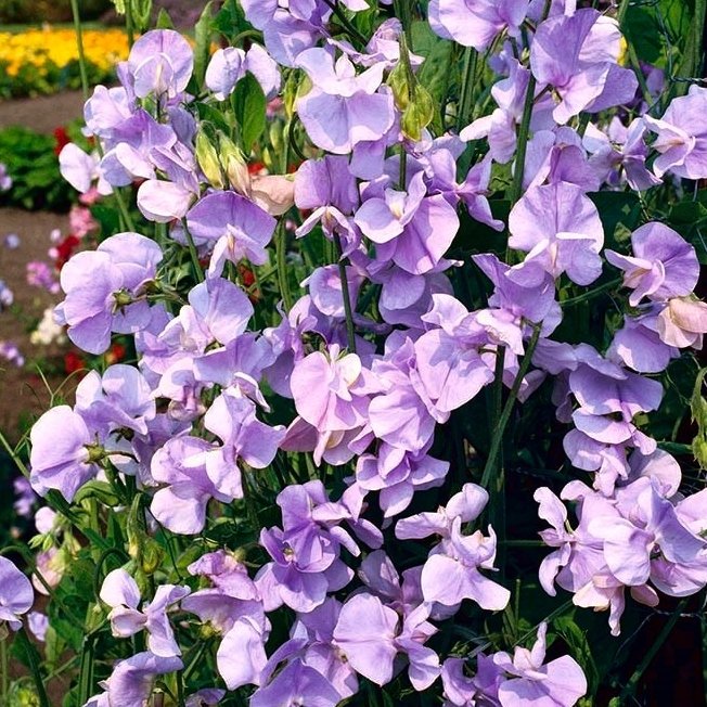 Groszek Pachnący HRABINA CADOGAN pnącze (Lathyrus Odoratus) nasiona 14 szt