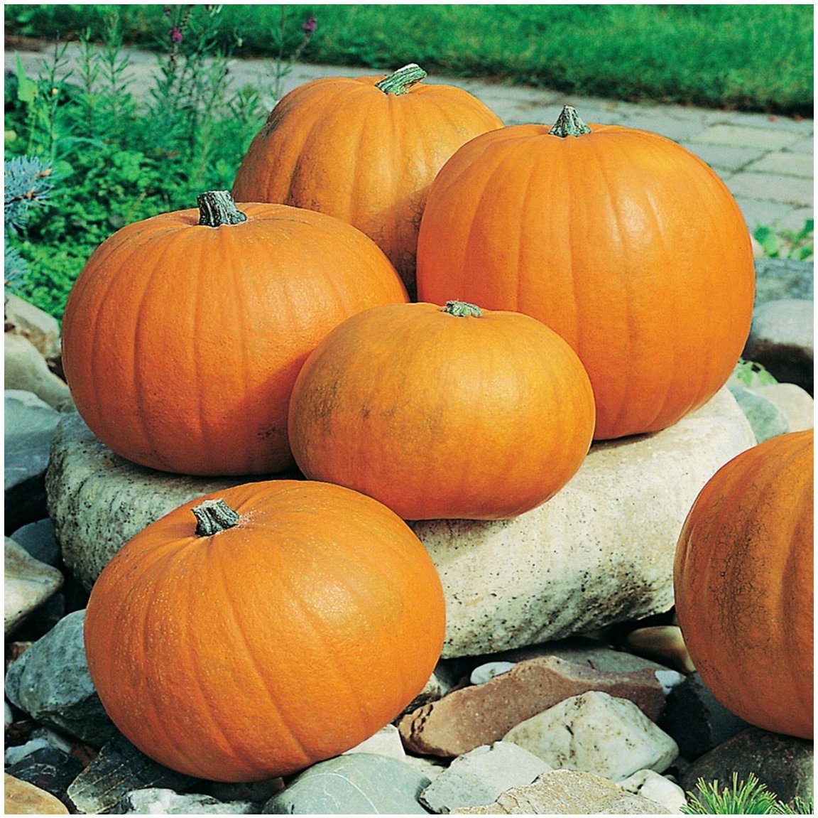 Dynia Olbrzymia BAMBINO (Cucurbita Maxima Duchesne) nasiona 20 sztuk