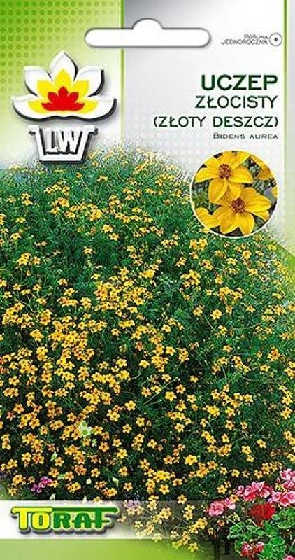 Uczep złocisty złoty deszcz nasiona 0,2 g