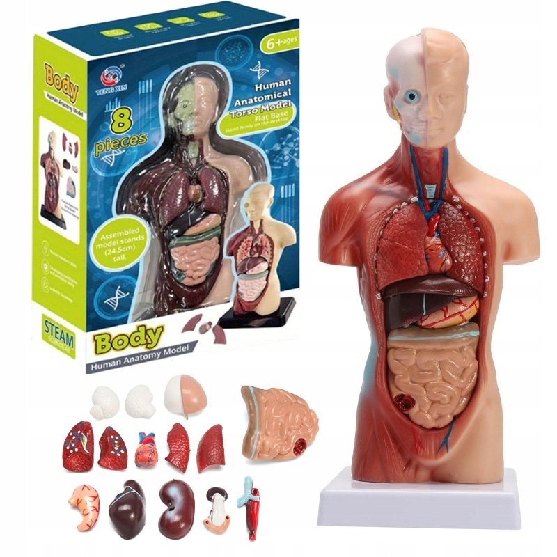 ANATOMICZNY MODEL LUDZKIEGO CIAŁA LUDZKIE ORGANY ANATOMIA TUŁÓW CZŁOWIEKA