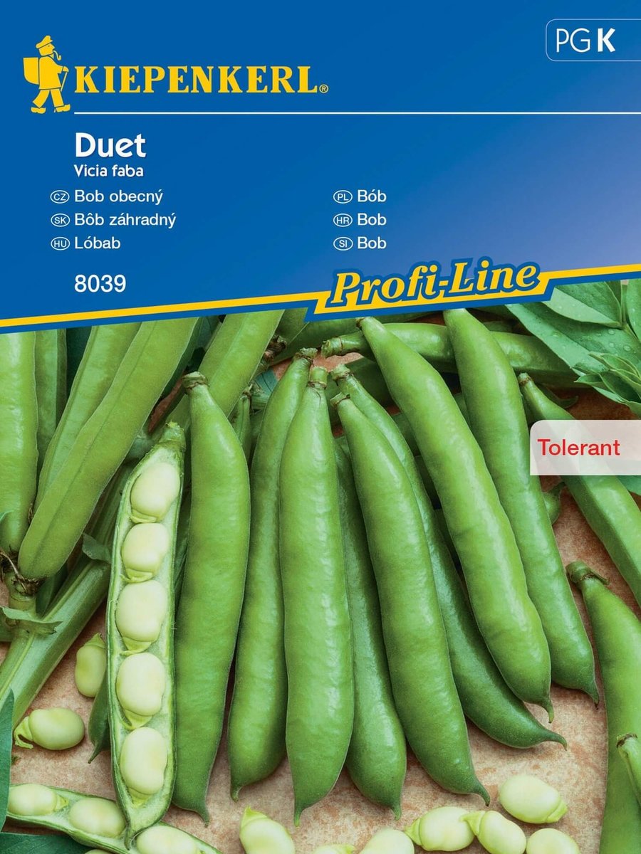 Bób biały Duet nasiona Kiepenkerl