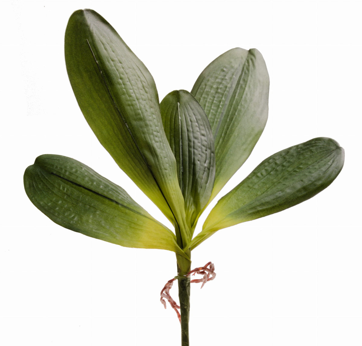 Liście Do Storczyka Korzeń Sztuczne Kwiaty Liść Duże