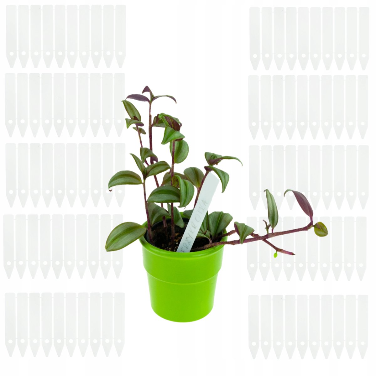 etykiety tabliczki do opisywania roślin sadzonek znaczniki 10 sztuk