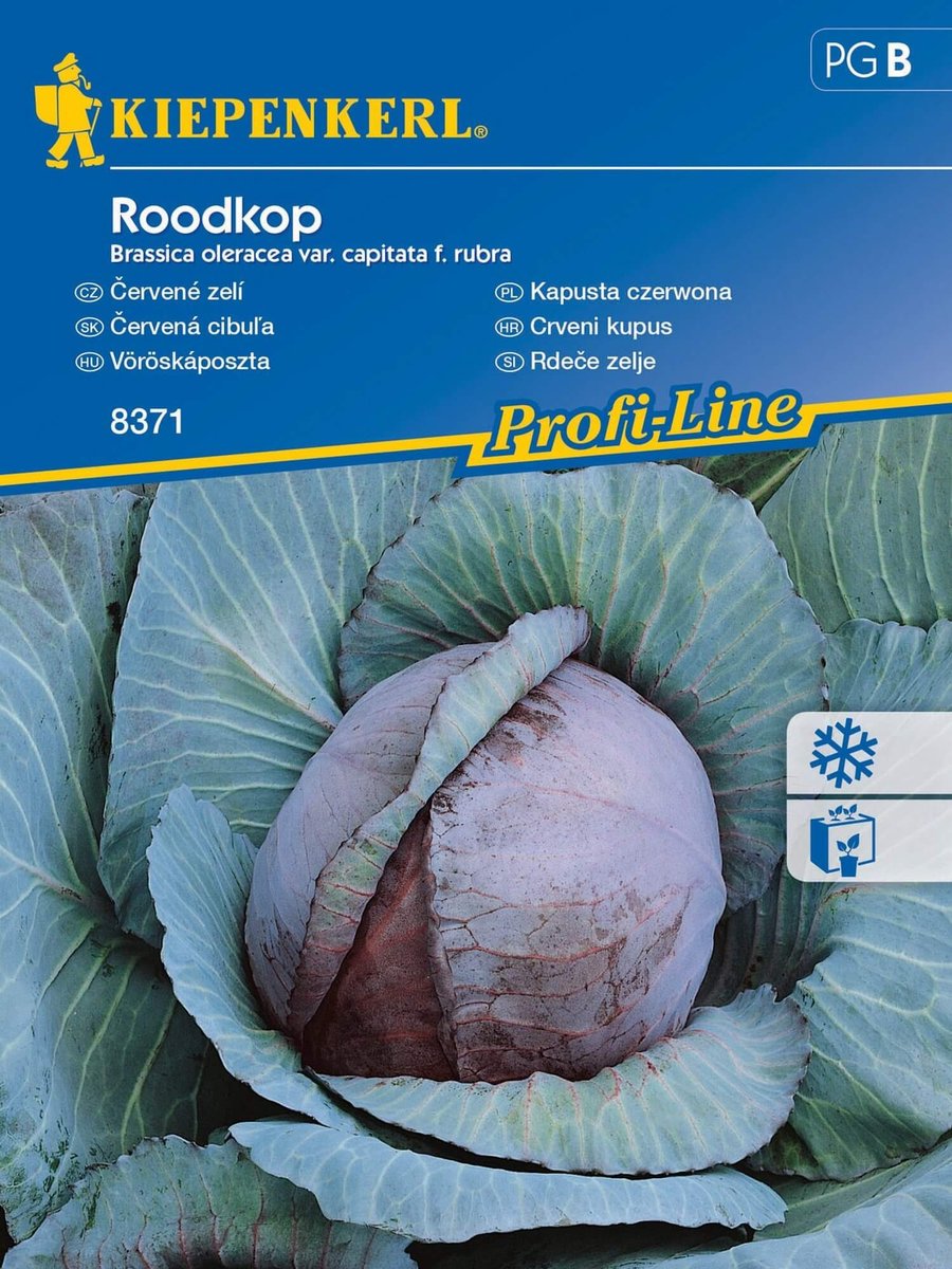 Kapusta Czerwona Roodkop 8371 (ST)