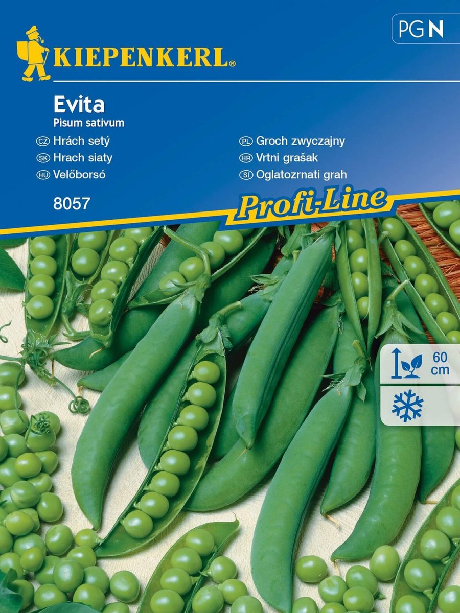 Groch zwyczajny EVITA nasiona Kiepenkerl obficie plonuje