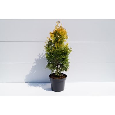 Thuja żółta wys. 40-60 cm don. 2 l