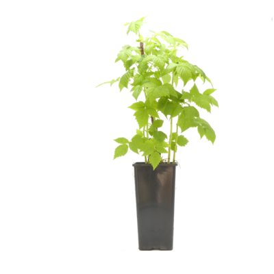 Malina żółta wys. 25 cm don. 2 l