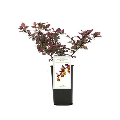 Berberys ottawski don. 9 cm